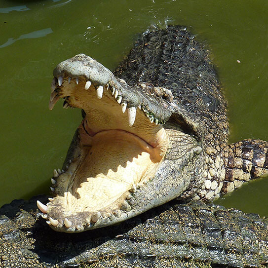 crocodile